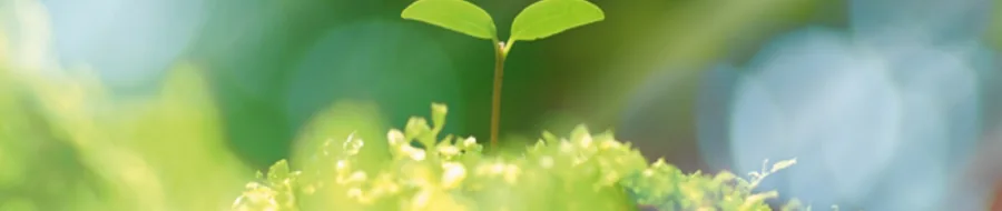 Lima — heritage natural cosmetics brand